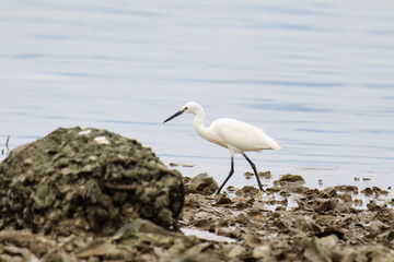 Elegant Egret Wading Through Coastal Mudflats
