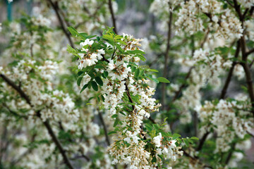 Bunches of white acacia.