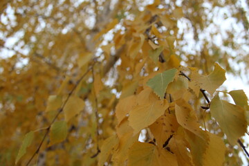 autumn birch tree behind yellow and green leaves,  beautiful colorful autumn background