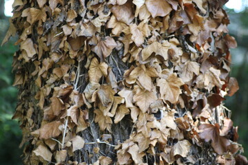 A close-up view of a tree trunk covered with dry, brown leaves in a tranquil forest setting at dusk