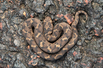 Saw-scaled Viper, Indian Saw-scaled Viper, Echis carinatus, Satara, Maharashtra, India