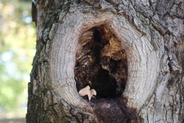 A close look at a hollow tree trunk in a sunlit forest, showcasing nature’s artistry and textures...