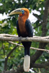 Rufous-necked Hornbill, Aceros nipalensis, West Bengal, India,,