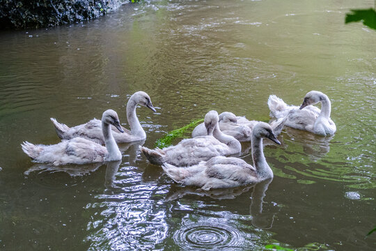 Eine Gruppe junger Schw&auml;ne - junger Schwan an der Aachquelle