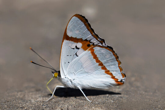 Mimathyma ambica, the Indian purple emperor, is a species of nymphalid butterfly found in Asia. This eye capturing beauty was clicked in Uttarkashi, Uttarakhand.