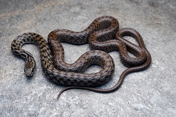 The Himalayan keelback, Herpetoreas platyceps is a species of grass snake in the family Colubridae. Endemic to South Asia. This male was captured in Uttarkashi, Uttarakhand.