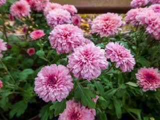 Beautiful Pink Chrysanthemums in Full Bloom in the Garden