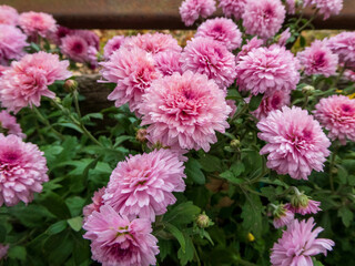 Beautiful Pink Chrysanthemums in Full Bloom in the Garden