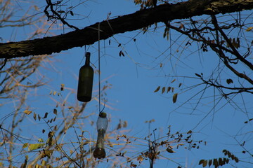 A glass bottle hanging from a tree branch against a clear sky in autumn showcasing nature's...