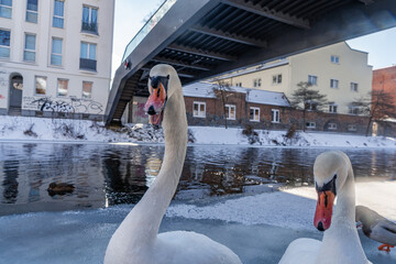 Winter in Brandenburg - Schwan am Stadtkanal in Brandenburg