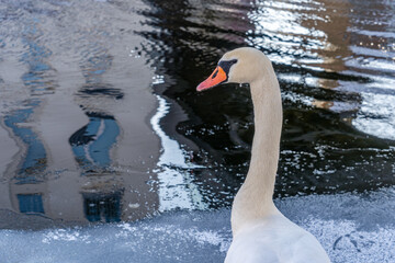 Winter in Brandenburg - Schwan am Stadtkanal in Brandenburg