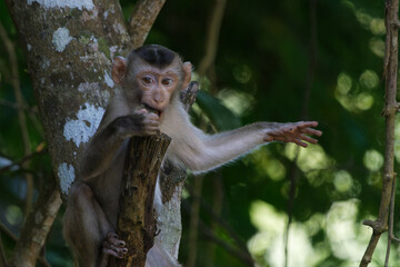Small monkey (makake), Thailand