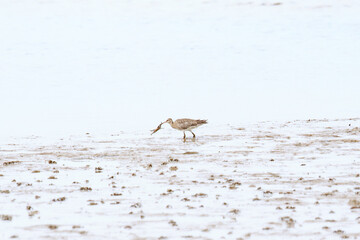 Whimbrel with a Crabby Catch at Seashore, Lau Fau Shan, Hong Kong