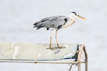 A Grey Heron Keeps Watch from a Fishing Boat