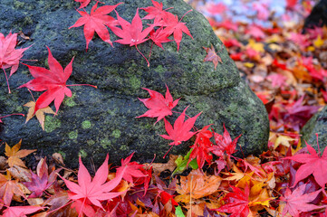 石畳に落ちた紅葉