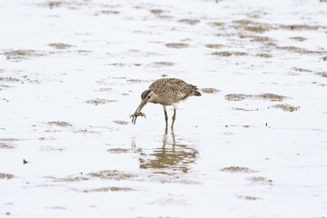 A Whimbrel with a Tasty Treat: A Bird Enjoying its Catch, Lau Fau Shan, Hong Kong