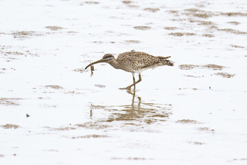 A Whimbrel with a Tasty Treat: A Bird Enjoying its Catch, Lau Fau Shan, Hong Kong