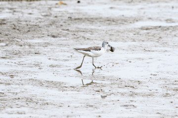 Wading Bird Hunting in Shallow Water, Lau Fau Shan, Hong Kong


