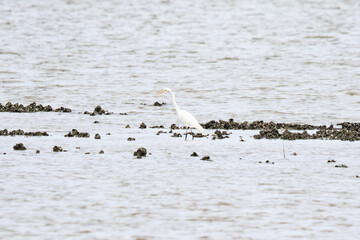 Elegant Egret Wading Through a Serene Estuary