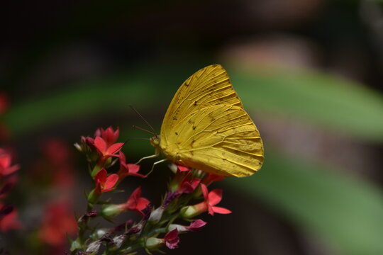 Pyrisitia nise tenella yellow butterfly over red kalanchoe flowers