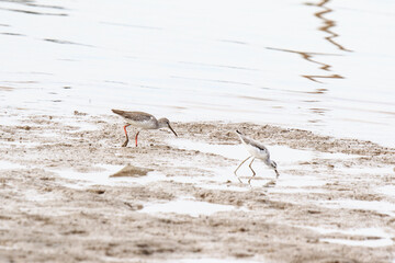 A Pair of Wading Birds Foraging in the Shallow Water