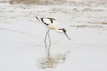A Pied Avocet Foraging in Shallow Waters