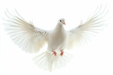 Obraz premium A White Dove with Spread Wings in Flight