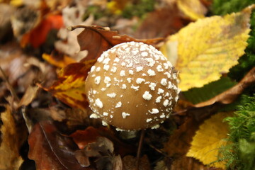 Champignon d'automne 