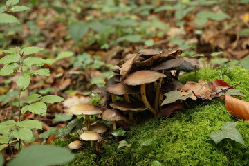 Champignon d'automne 