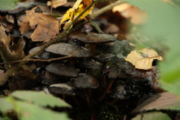 Champignon d'automne 