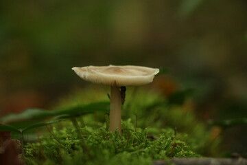 Champignon d'automne 