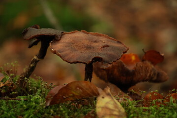 Champignon d'automne 