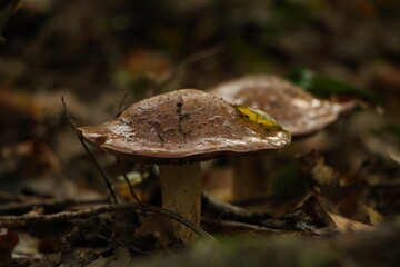 Champignon d'automne 