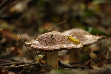 Champignon d'automne 