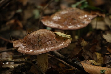 Champignon d'automne 