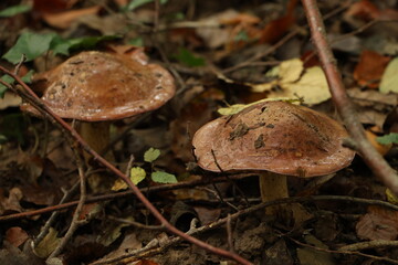 Champignon d'automne 