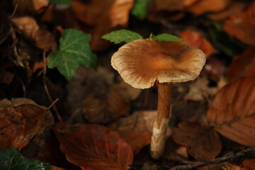 Fototapeta na wymiar Champignon d'automne 