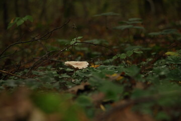 Champignon d'automne 