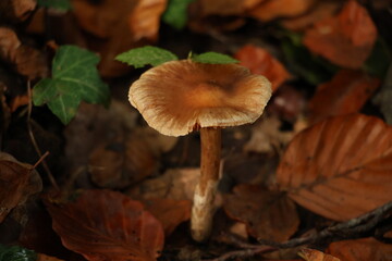 Champignon d'automne 