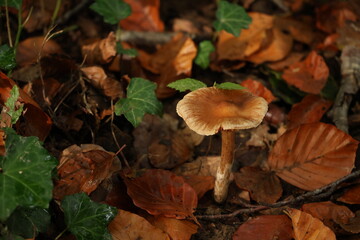 Champignon d'automne 