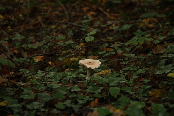 Champignon d'automne 