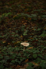 Champignon d'automne 