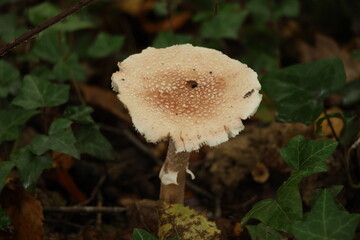 Champignon d'automne 