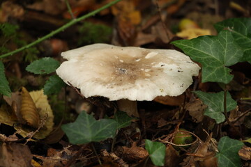 Champignon d'automne 