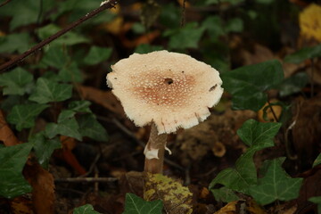 Champignon d'automne 