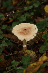 Champignon d'automne 