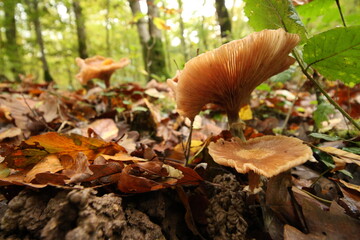 Champignon d'automne 