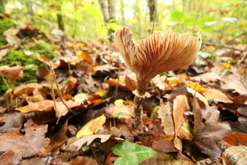 Champignon d'automne 