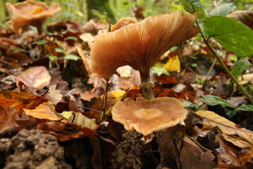 Champignon d'automne 