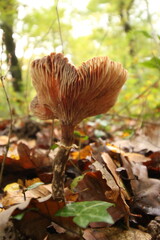 Champignon d'automne 